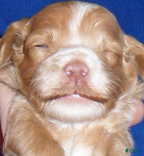 Cockapoo dogs for sale: Charlie - Ad 2
