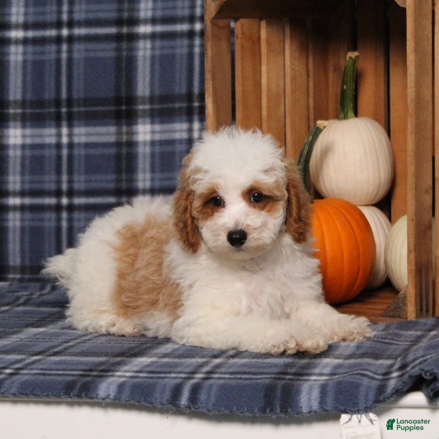 Miniature Poodle dogs Xelly - FREE DELIVERY - Ad 1