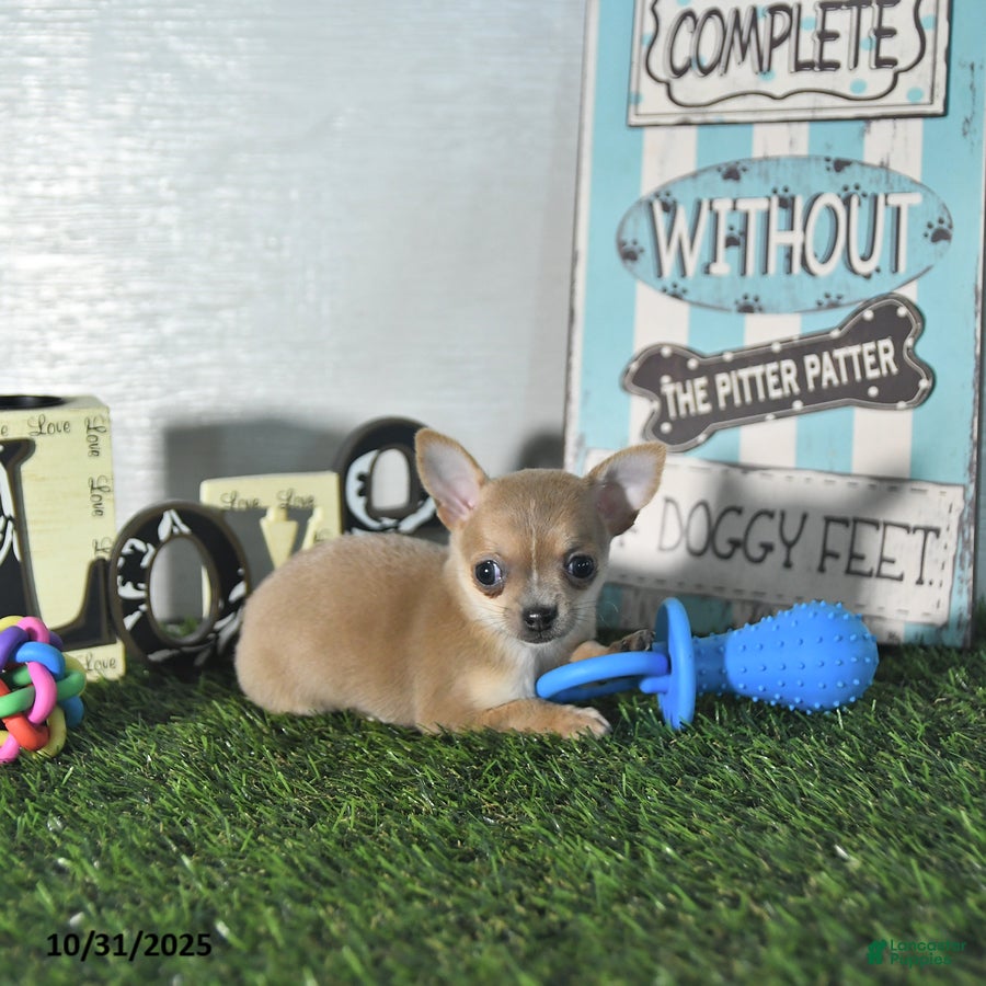 Chihuahua Puppies for sale in Detroit, Michigan Lancaster Puppies