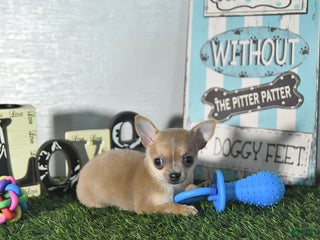 Chihuahua dogs - Ad 33