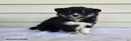 Pomsky dogs for sale: Lily - Ad 3