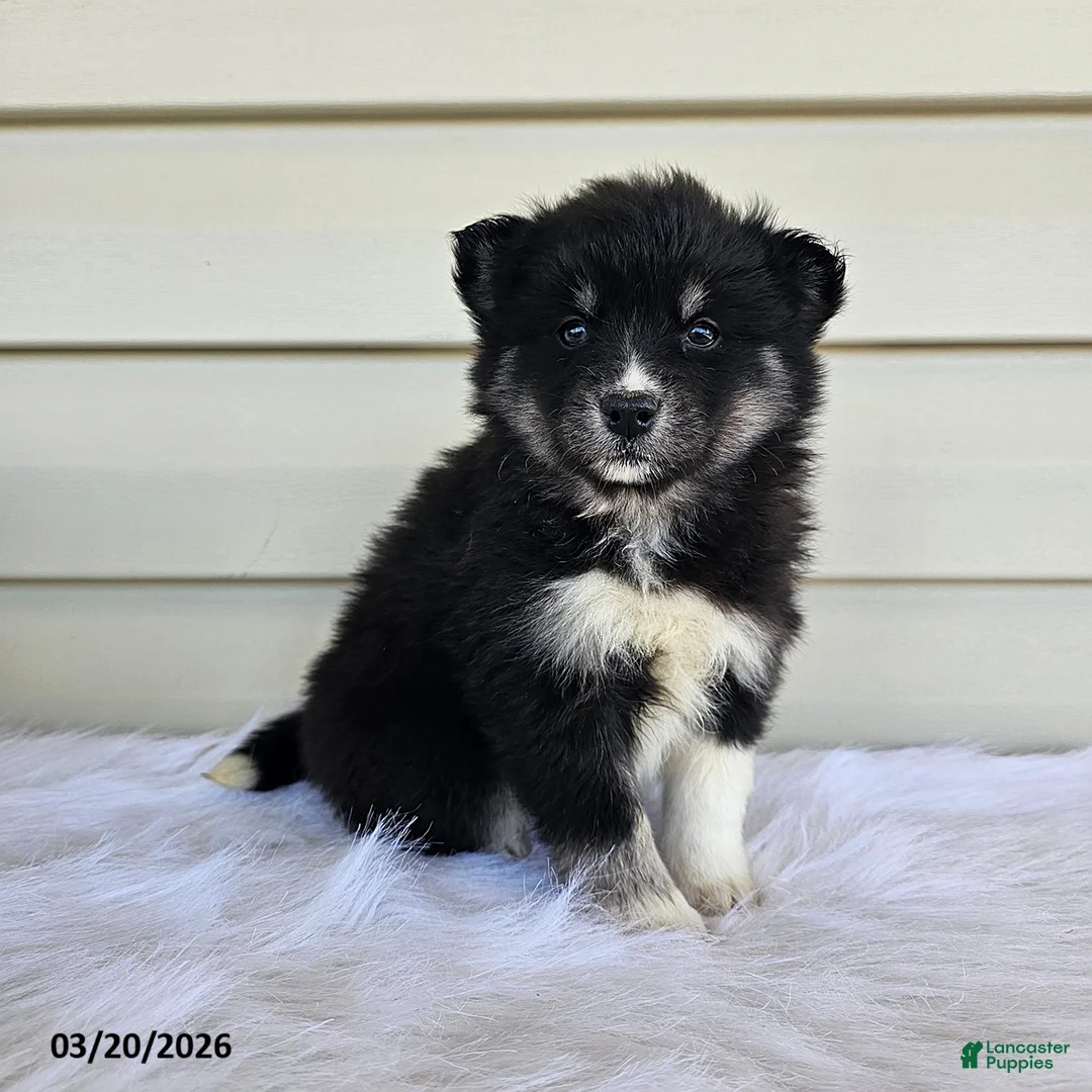 Pomsky dogs for sale: Lily - Ad 3