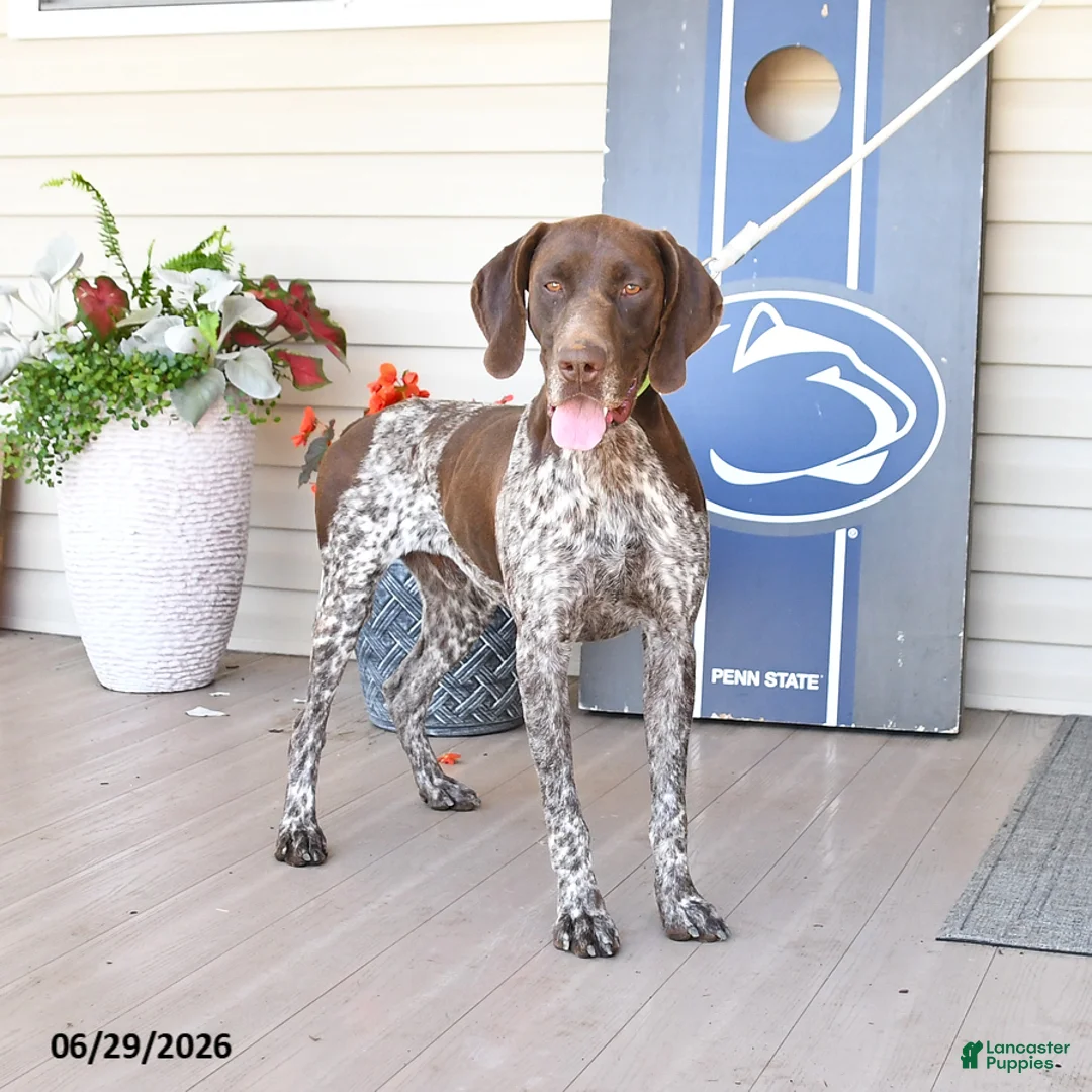 German Shorthaired Pointer dogs for sale: Rocket - Ad 3