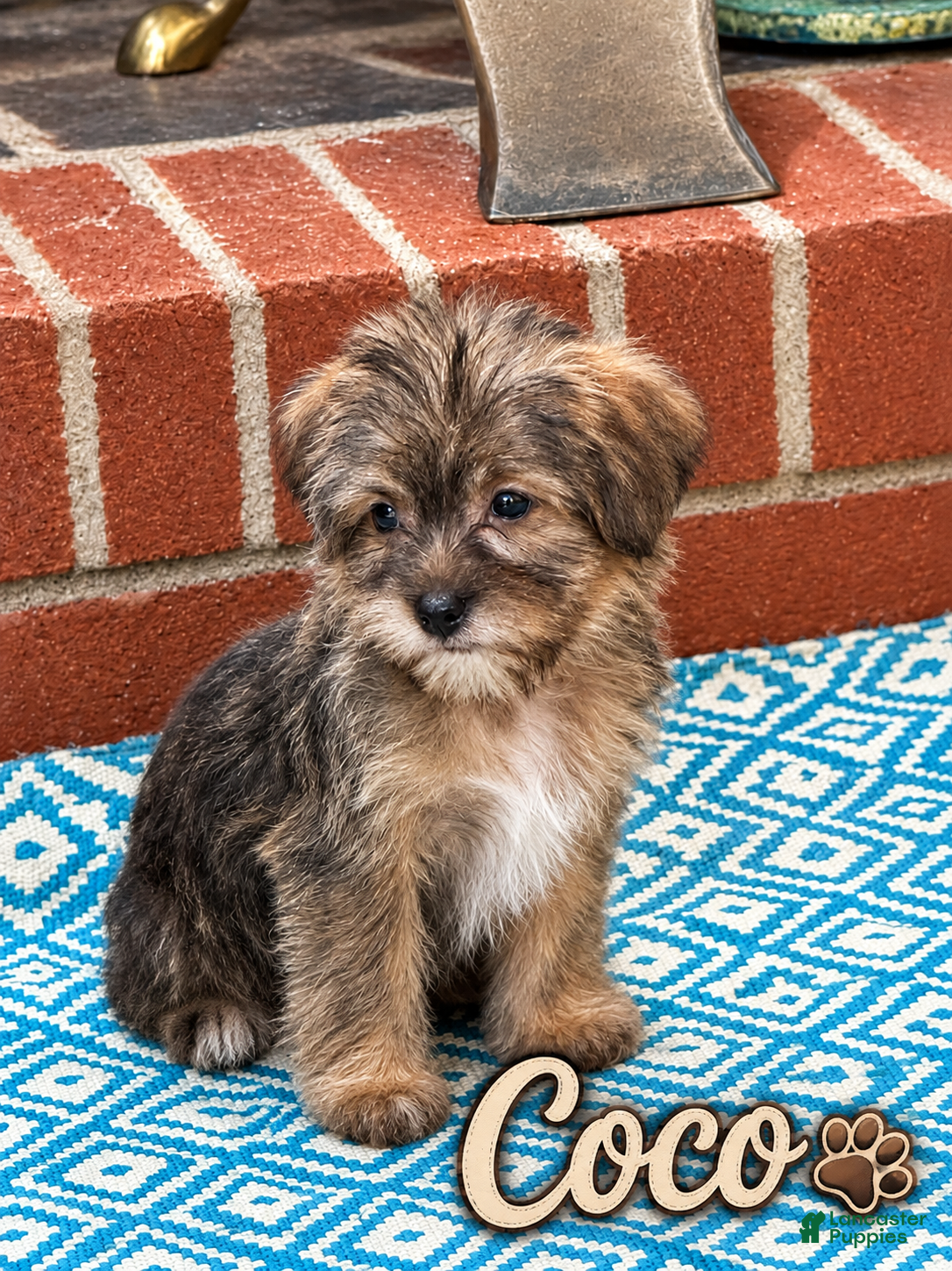 Shorkie dogs Coco - Ad 37