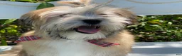 Morkie dogs for sale: Nacho - Ad 3