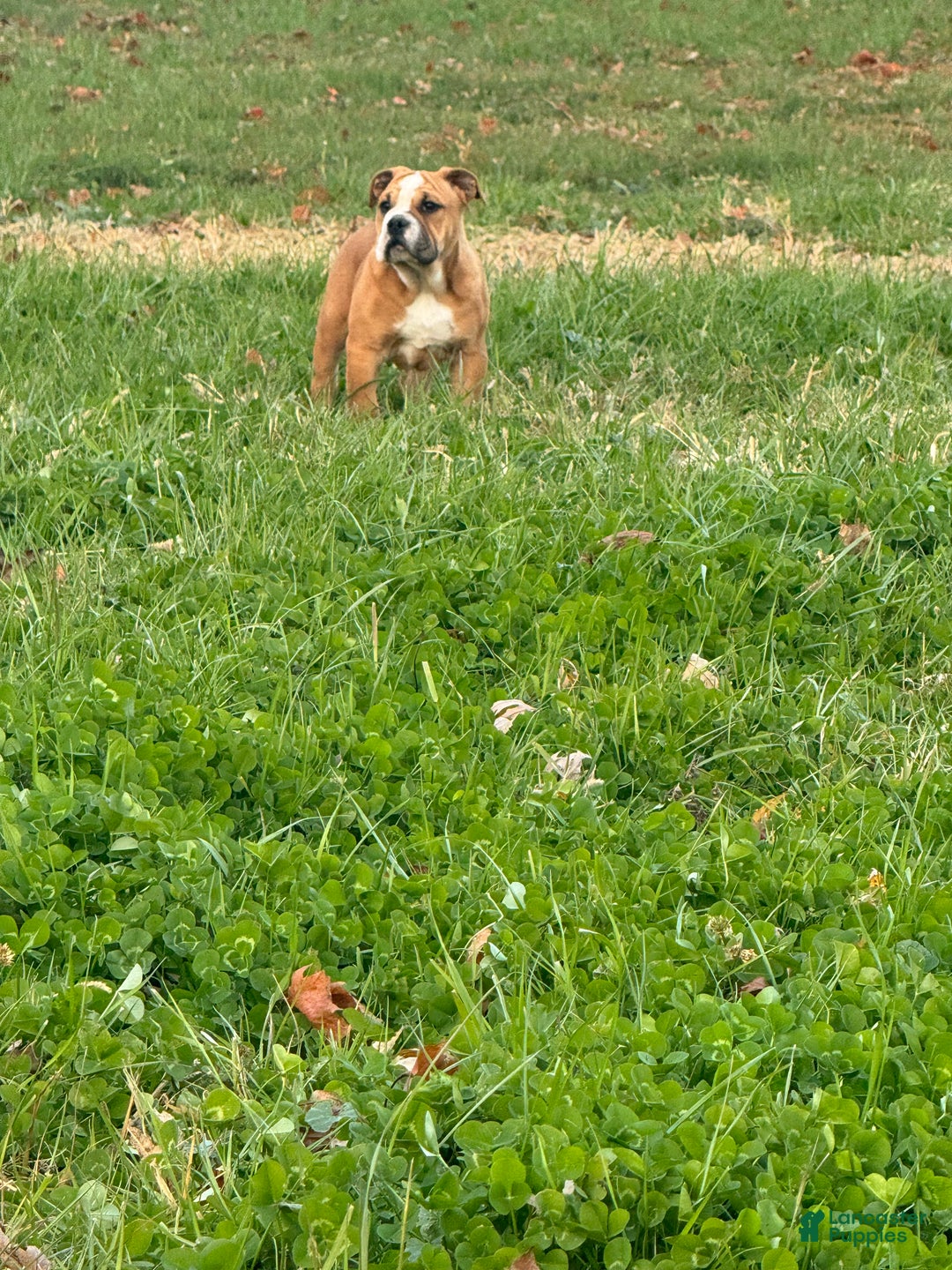 English Bulldog dogs for sale: Zeke - Ad 3