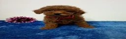 Toy Poodle dogs for sale: Arlo - Ad 5