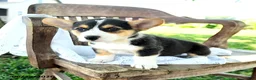 Welsh Corgi Pembroke dogs for sale: Renita - Ad 4