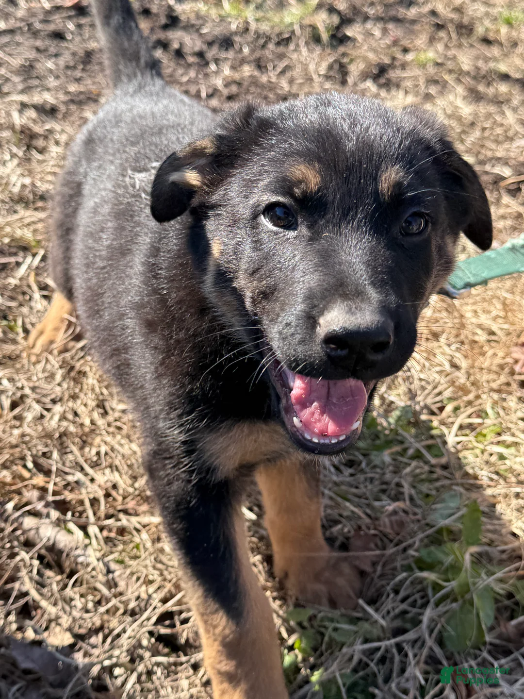 German Shepherd dogs for sale: Dark Blue - Ad 4