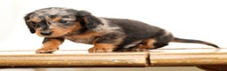 Miniature Dachshund dogs for sale: Todd - Ad 8