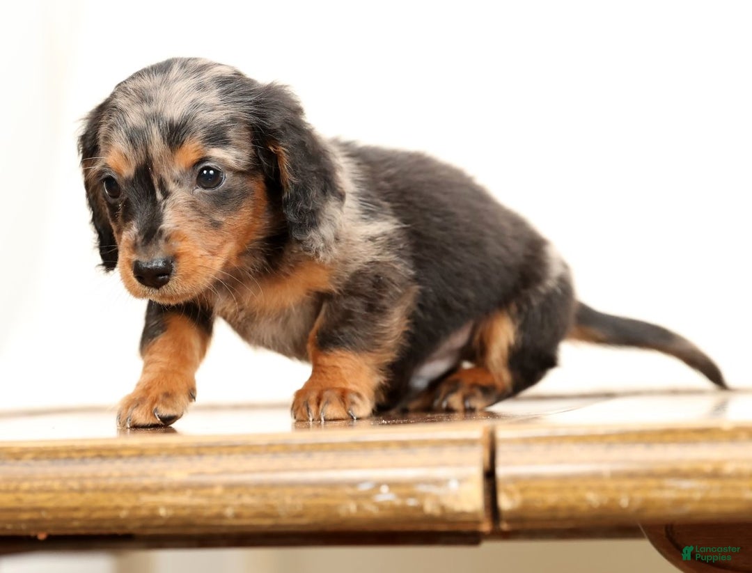 Miniature Dachshund dogs for sale: Todd - Ad 8