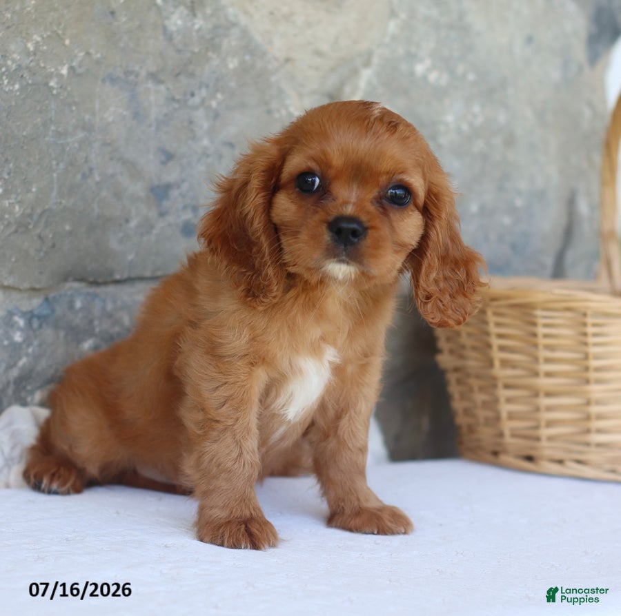Cavalier King Charles Spaniel dogs Ben - Ad 2
