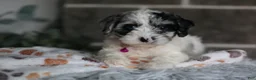Cavapoo dogs for sale: Winnie - Ad 9