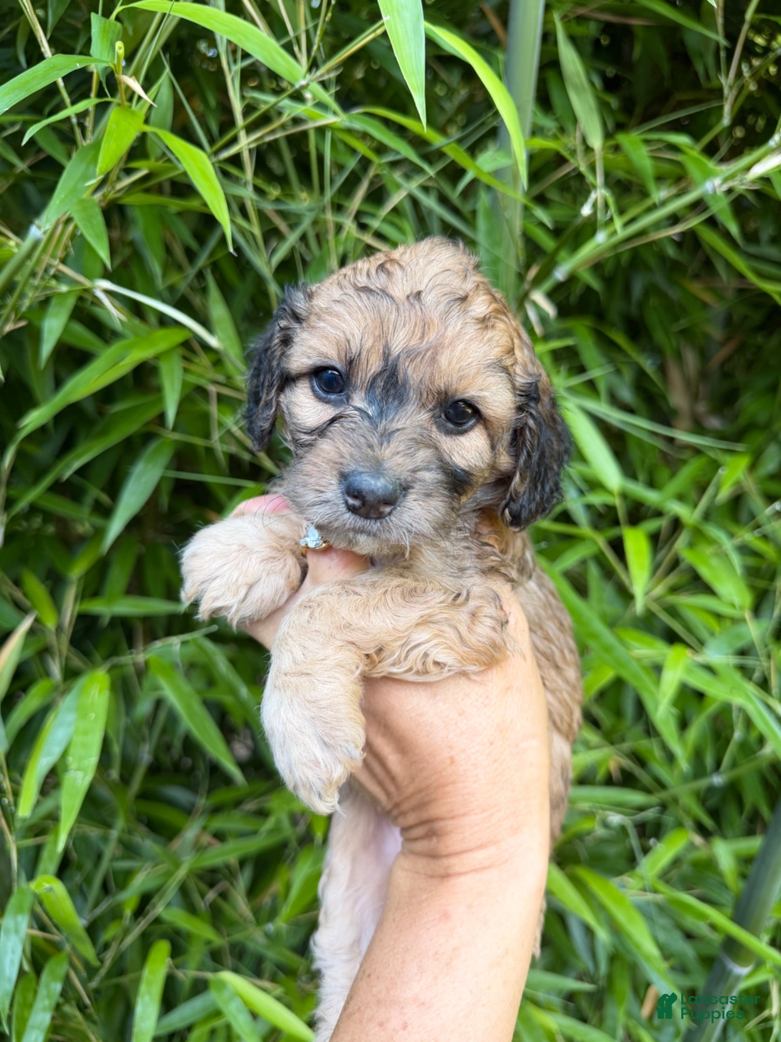 Cockapoo dogs Cockapoo Puppy 5 - Ad 29