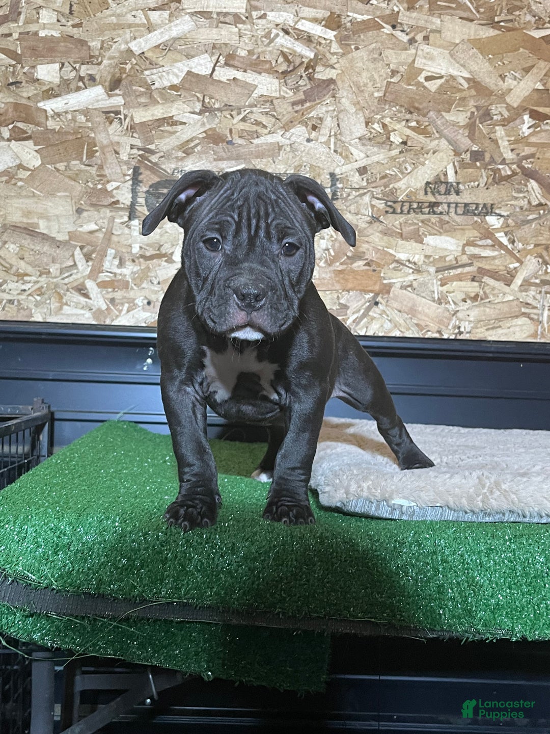 American Bully dogs for sale: Midnight  - Ad 3