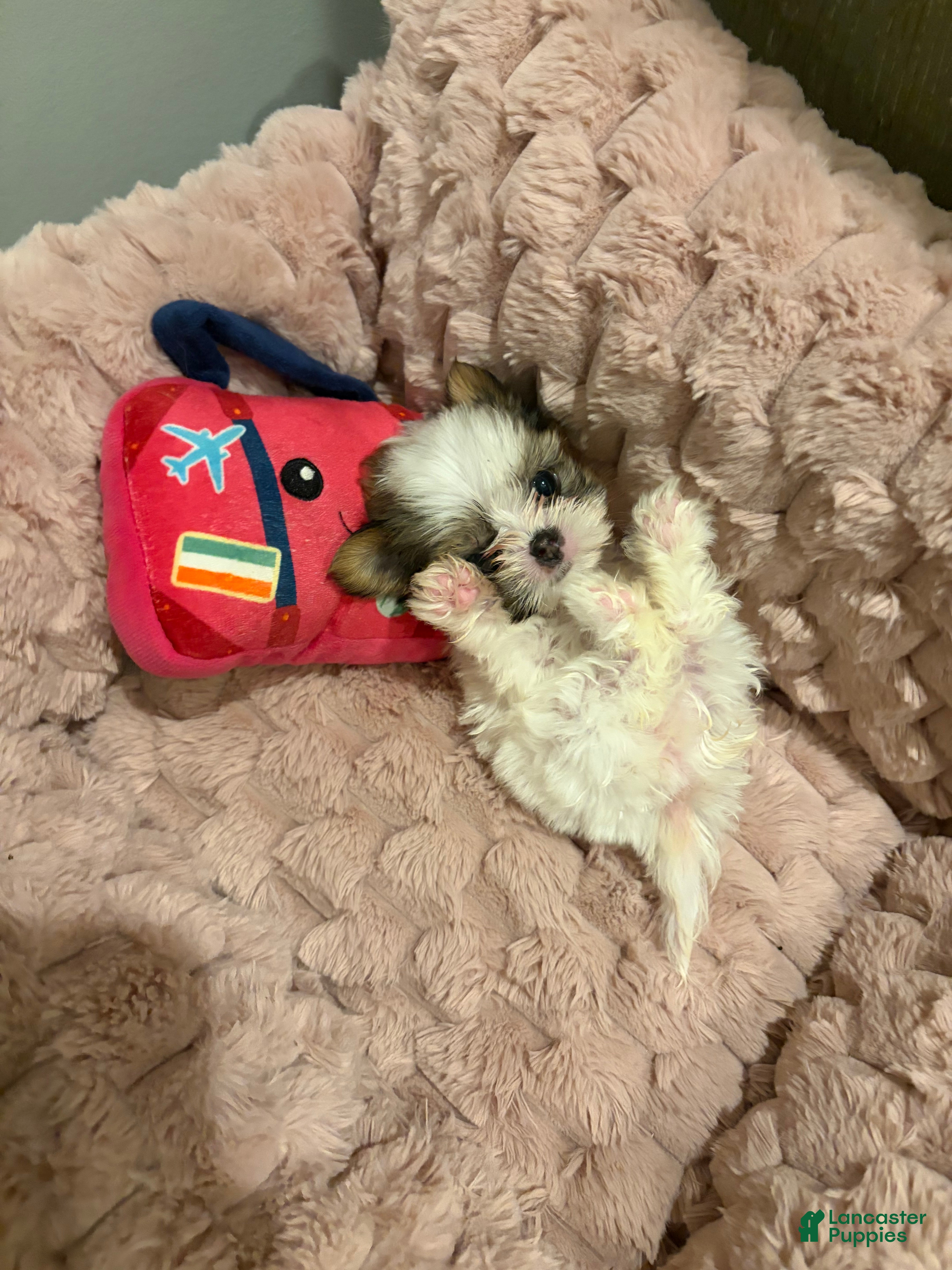 Shorkie dogs Lila - Ad 39