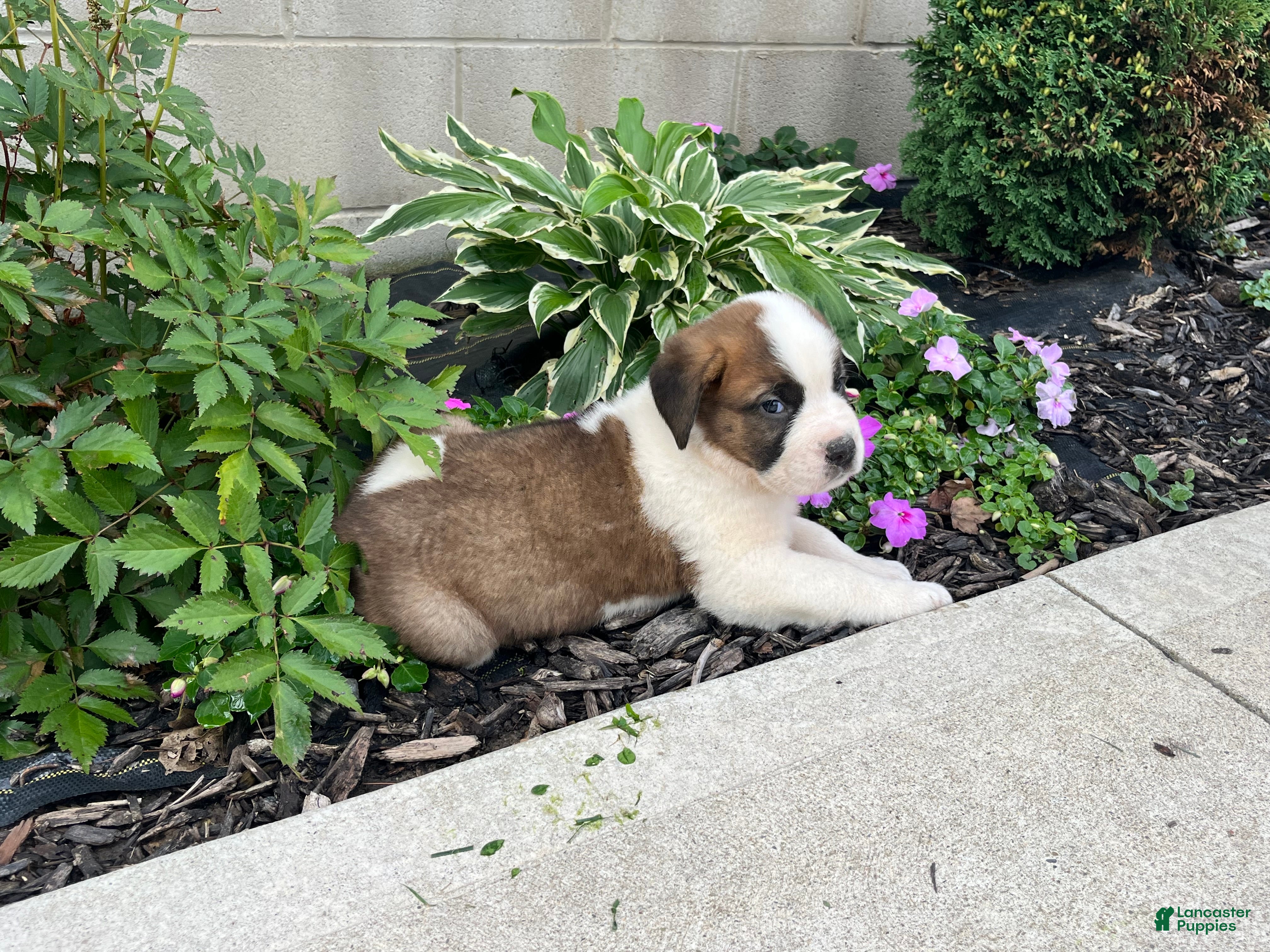 Saint Bernard dogs Saint Bernard 1 - Ad 1