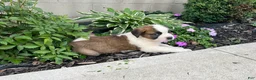 Saint Bernard dogs for sale: Saint Bernard 1 - Ad 1