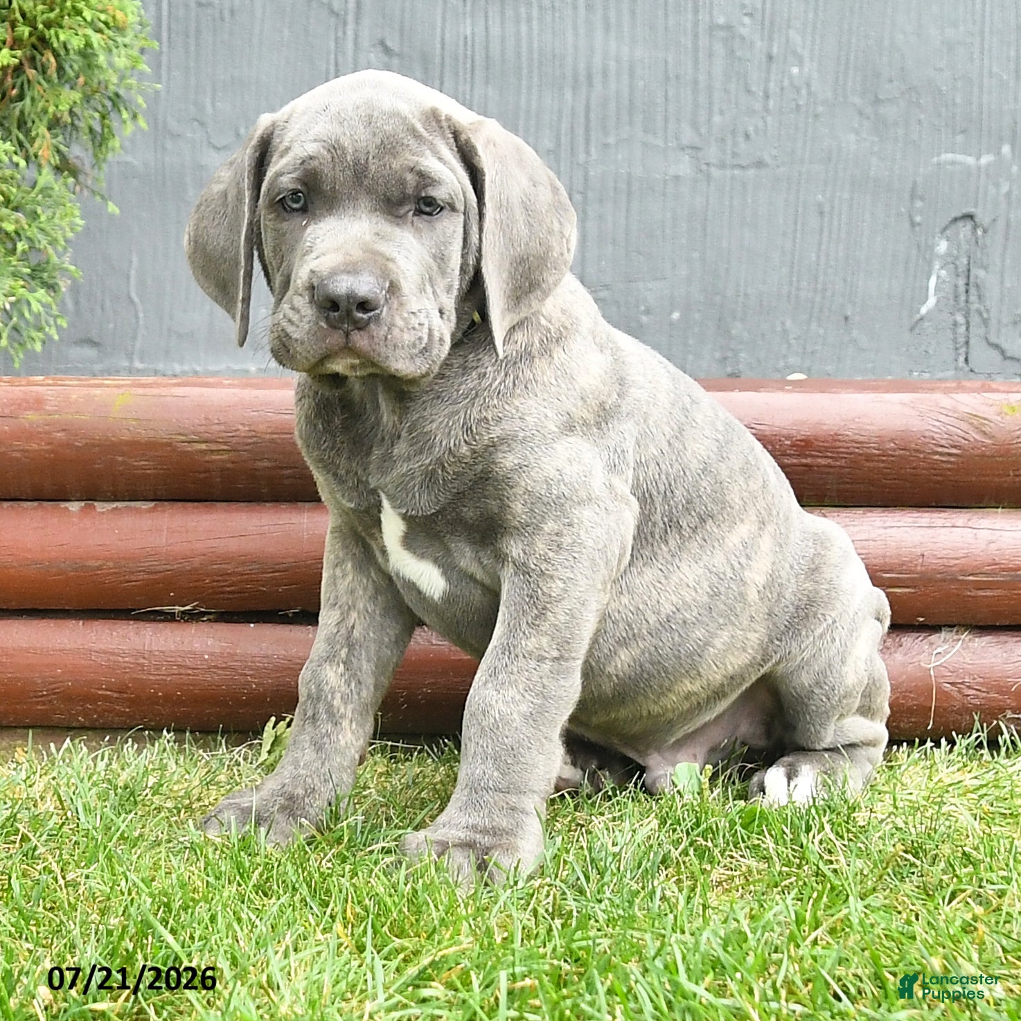 Cane Corso dogs Ringman - Ad 2