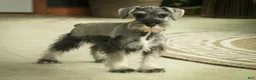 Miniature Schnauzer dogs for sale: Quest Miniature Schnauzer  - Ad 17