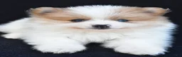 Pomeranian dogs for sale: Ollie - Ad 6