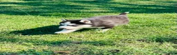 Siberian Husky dogs for sale: Siberian Husky 2 - Ad 15