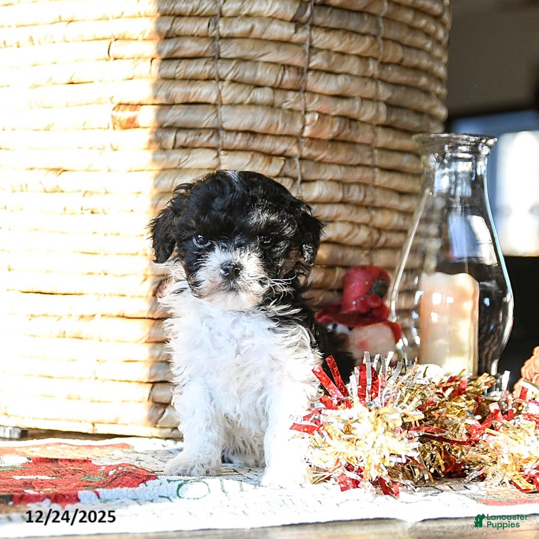 Shihpoo dogs for sale: Gus - Ad 2
