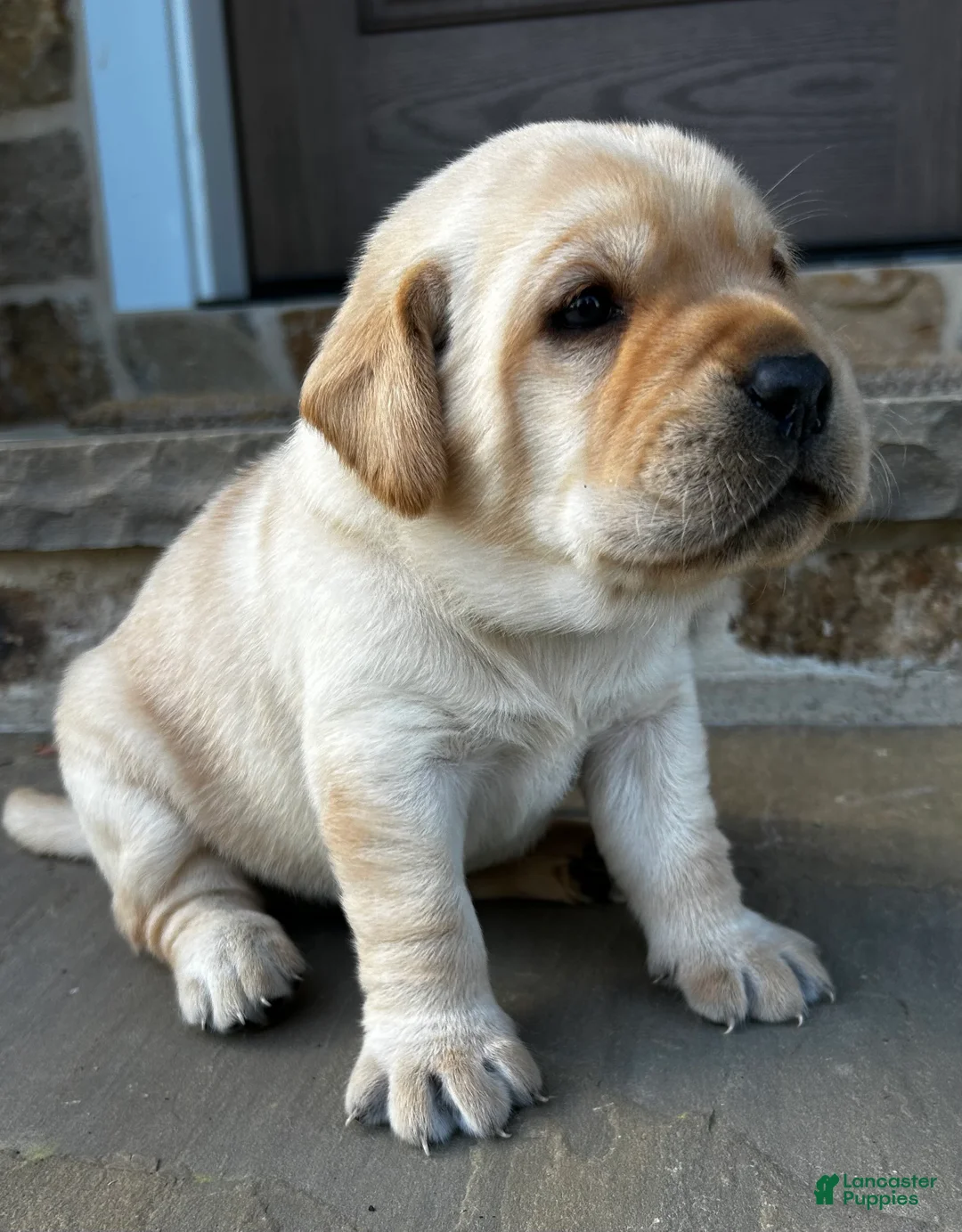 Labrador Retriever dogs for sale: Loki - Ad 1