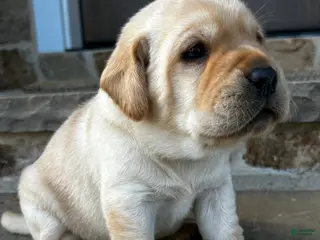 Labrador Retriever dogs for sale: Loki - Ad 2
