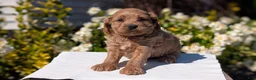 Cavapoo dogs for sale: Ollie - Ad 5