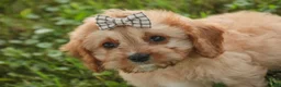 Mixed Breed dogs for sale: Buttons Munchkin Bernedoodle - Ad 5
