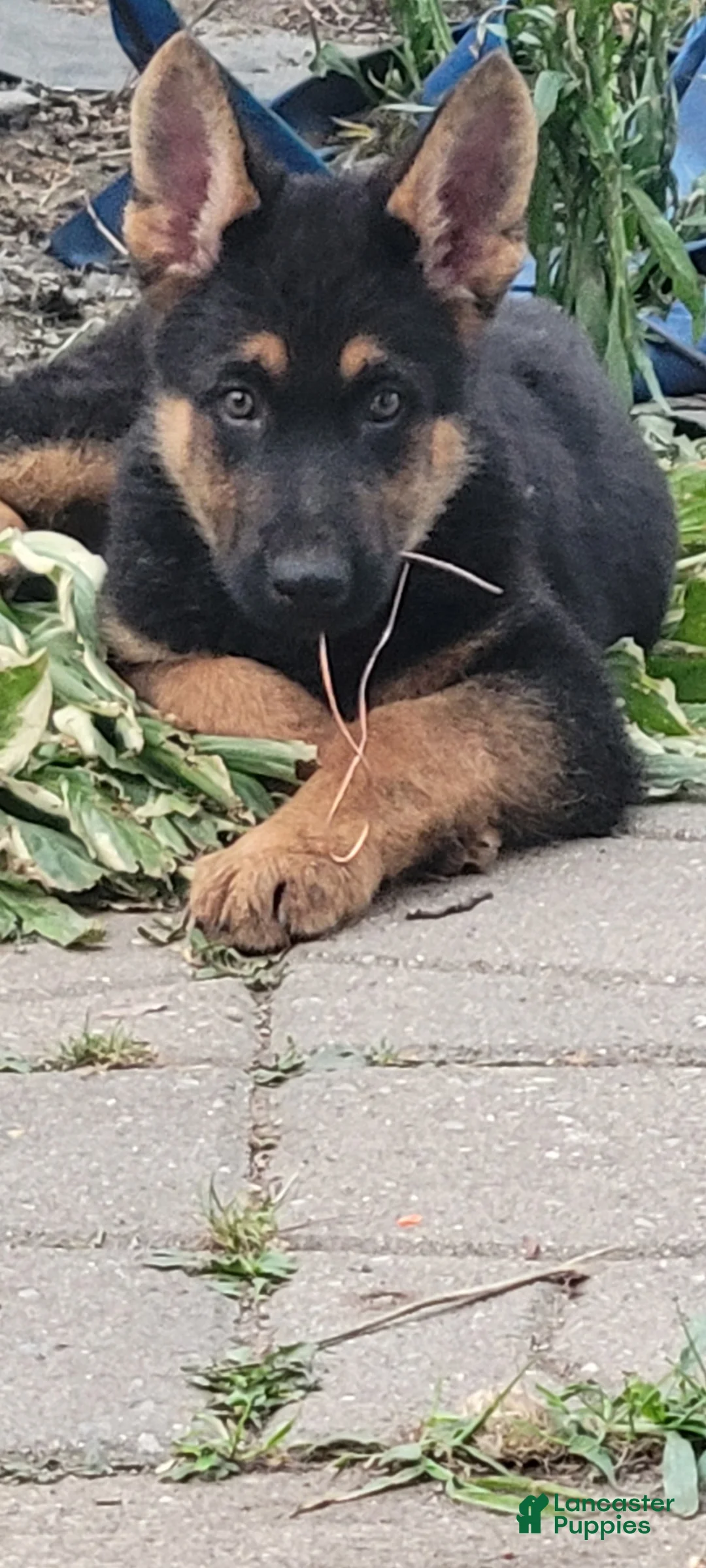 German Shepherd dogs for sale: Matthew - Ad 8