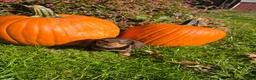 Miniature Dachshund dogs for sale: Dusty - Ad 2