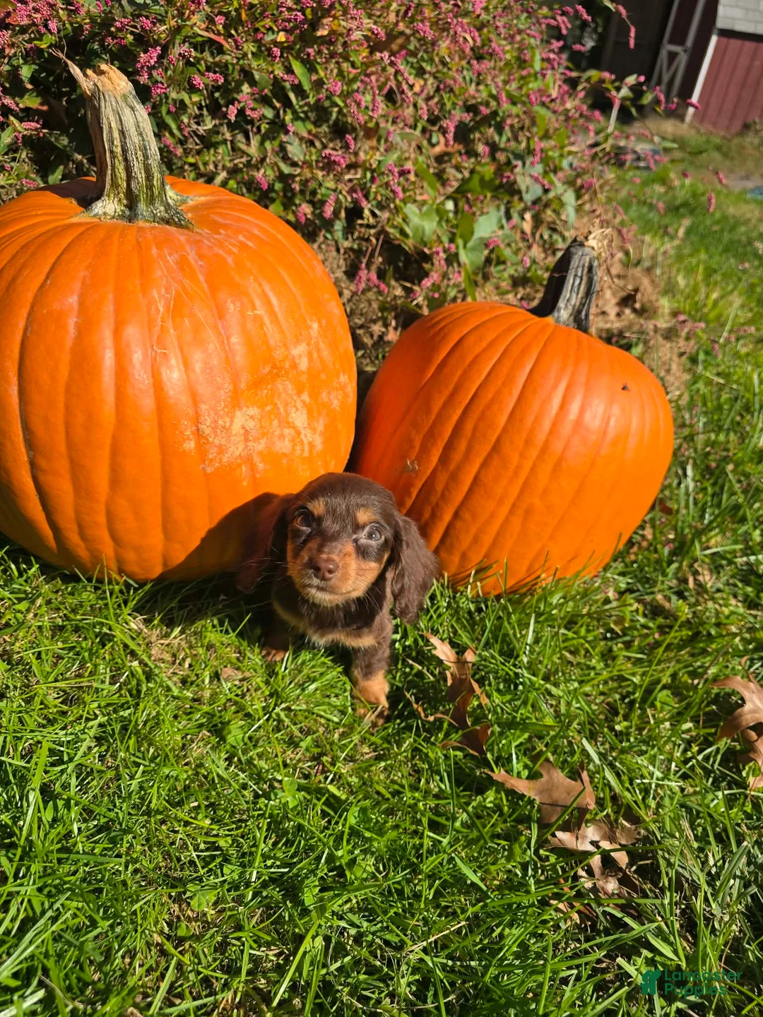 Miniature Dachshund dogs for sale: Dusty - Ad 2