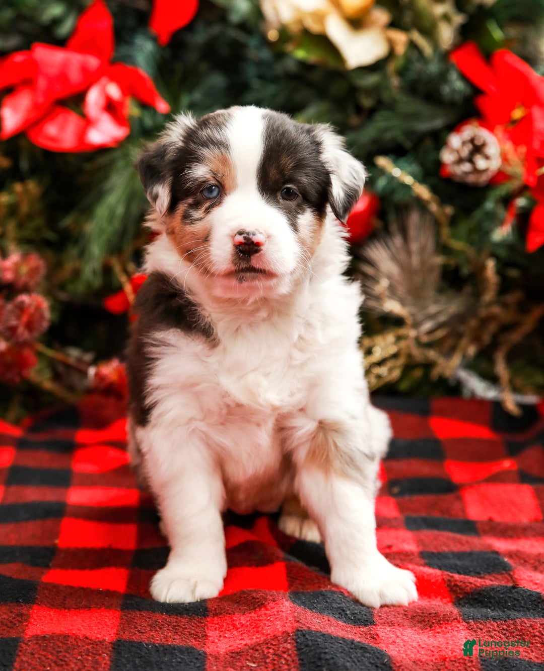 Miniature Australian Shepherd dogs for sale: Noel - Ad 4