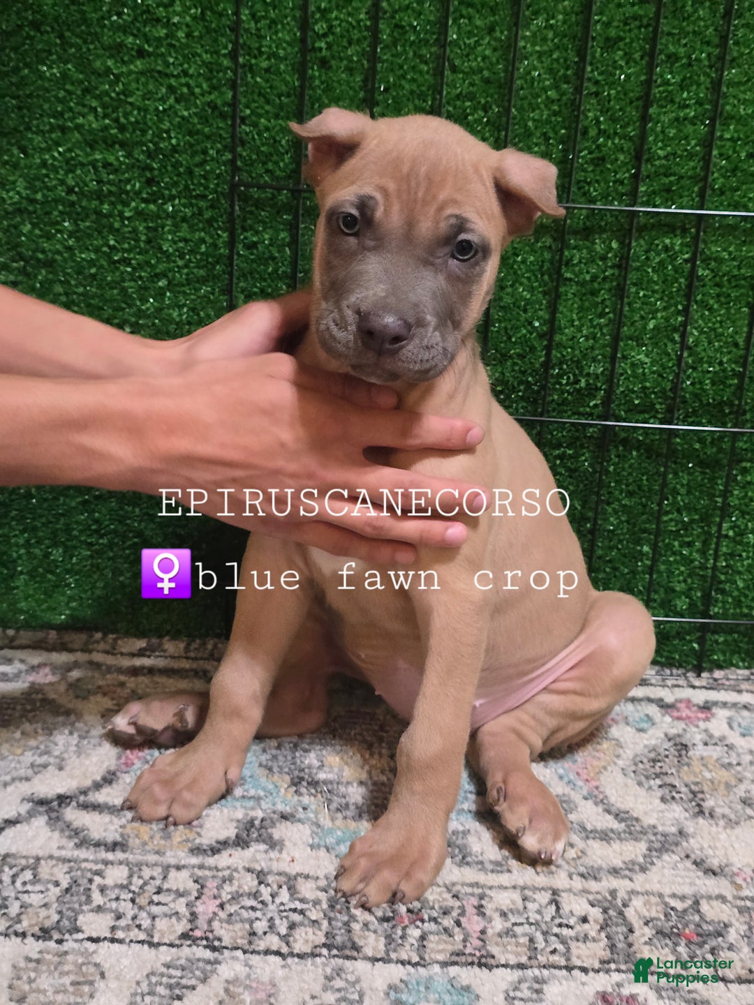 Cane Corso dogs for sale: Female cane corso ears and tails done - Ad 4