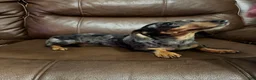 Miniature Dachshund dogs for sale: Pebbles - Ad 3