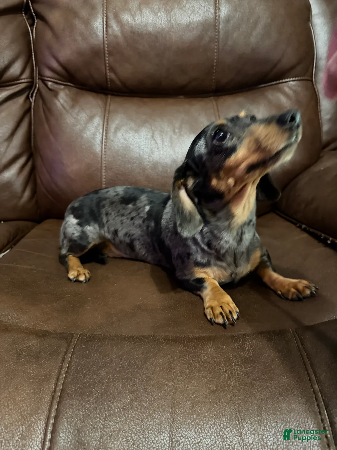 Miniature Dachshund dogs for sale: Pebbles - Ad 3