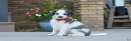 Mini Bernedoodle dogs for sale: Huck - Ad 3