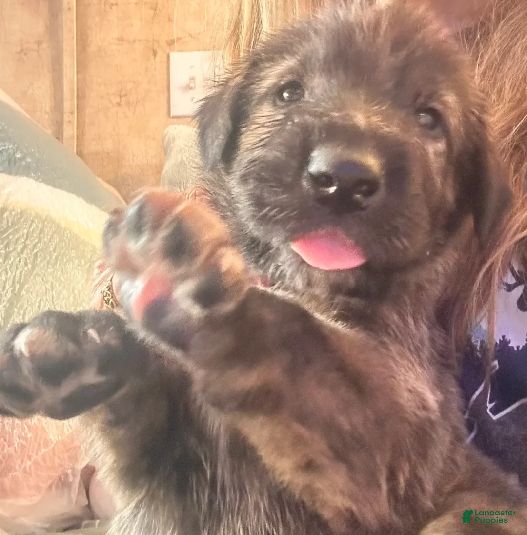 Irish Wolfhound dogs for sale:  Seven 907-575-2003 - Ad 2