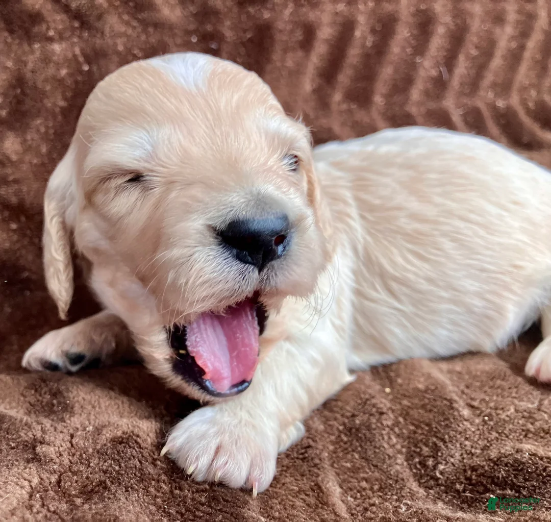 Miniature Dachshund dogs for sale: BABY KIWI OF SAINT CLOVERVILLE - Ad 7