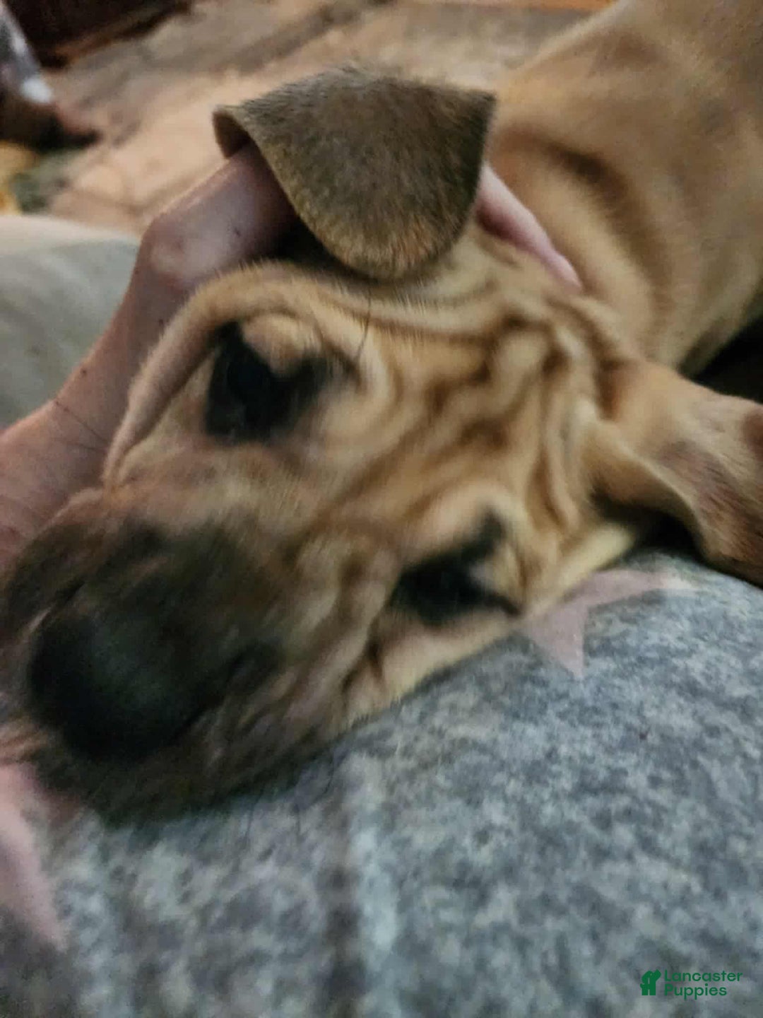 Great Dane dogs for sale: Prince Charming - Ad 17
