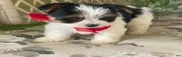 Biewer Terrier dogs for sale: Whisper - Ad 33