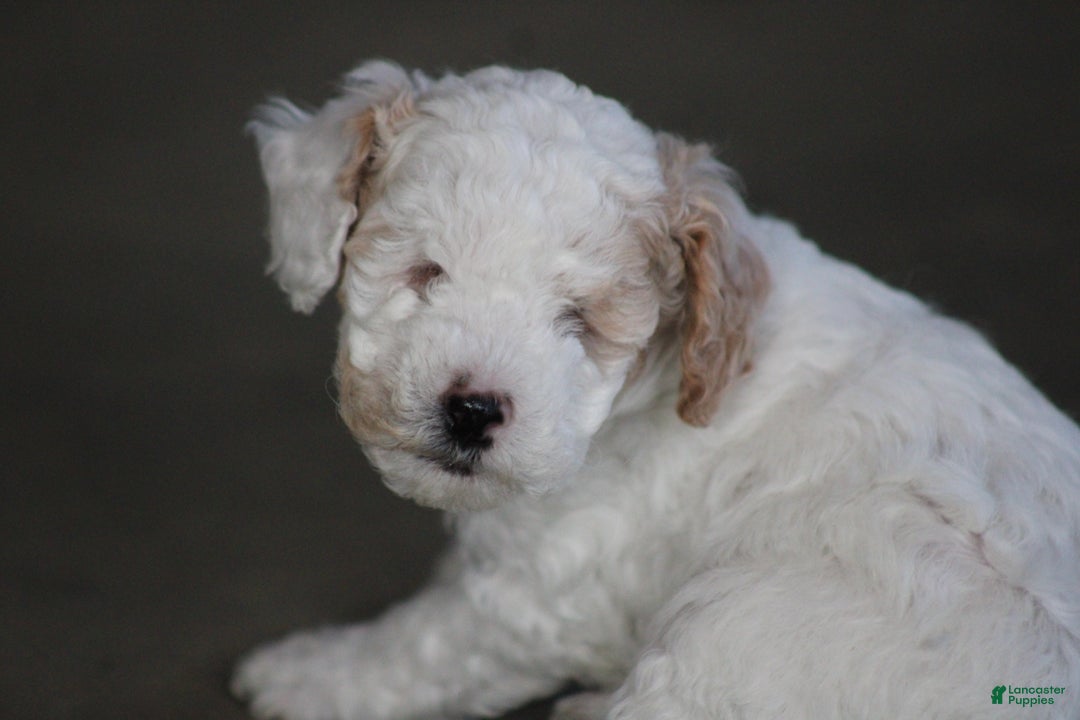 Cavapoo dogs for sale: Darla (Special Needs) - Ad 3