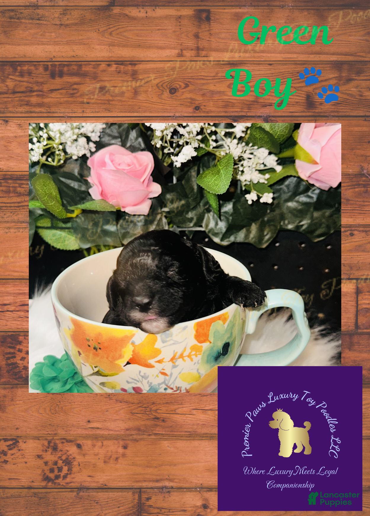 Toy Poodle dogs Green Boy - Ad 21