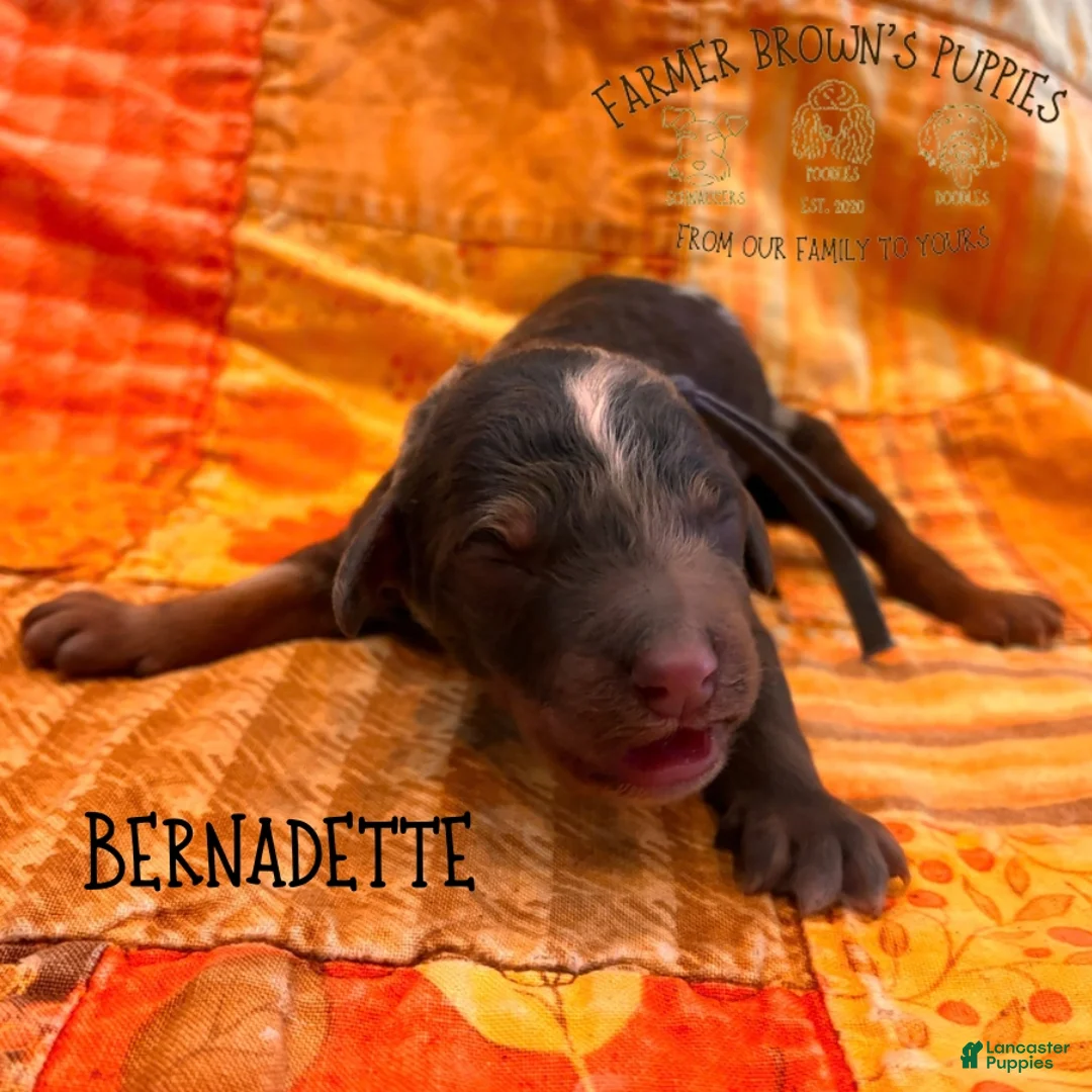 Mixed Breed dogs for sale: Bernadette - Ad 1