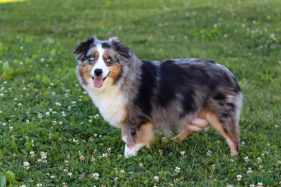 Miniature Australian Shepherd dogs for sale: Frankie - Ad 11