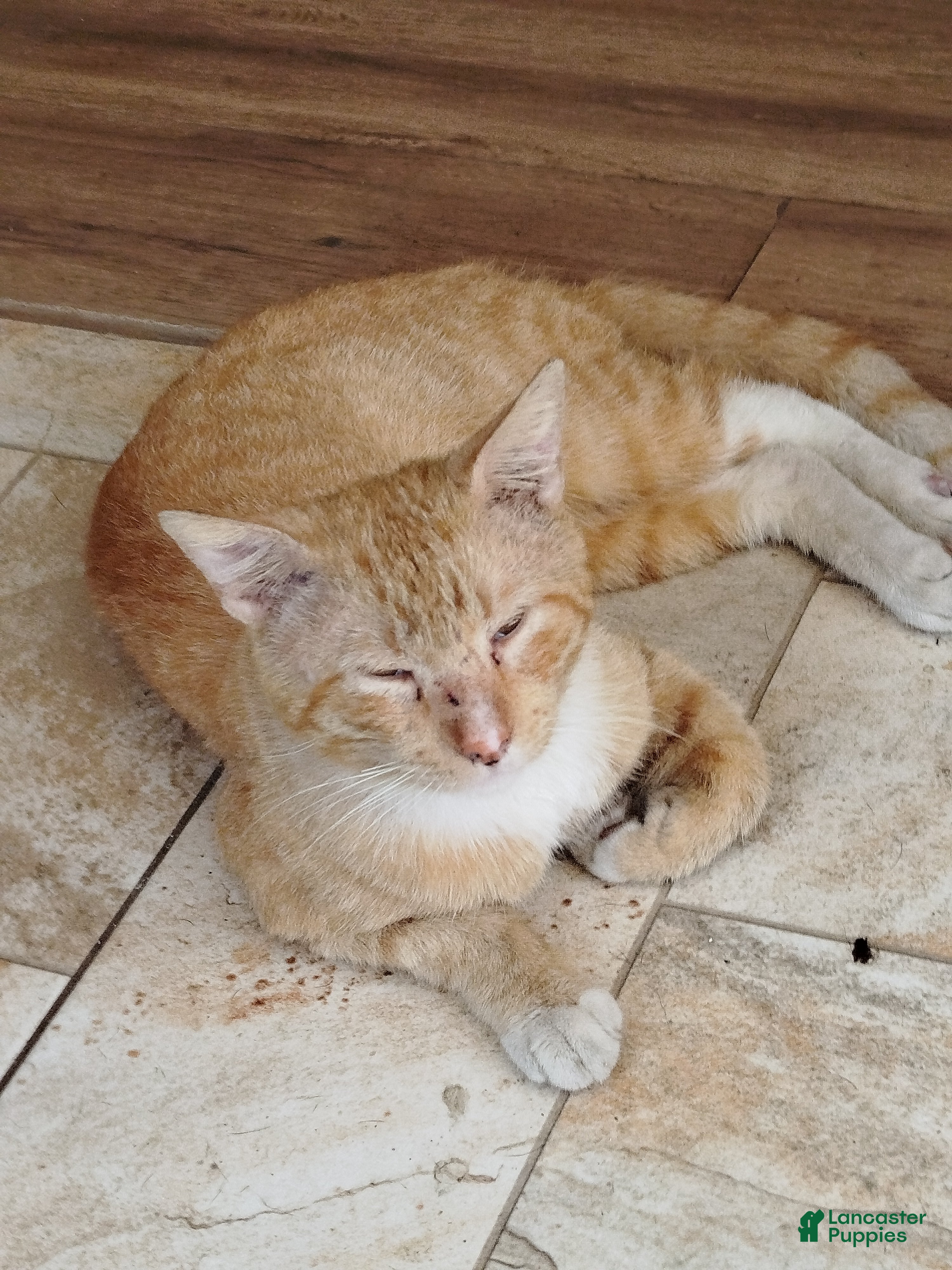 Yorkshire Terrier dogs Riley - Ad 2