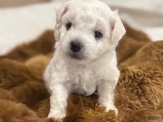Bichon Frise dogs Bichon Frise Puppy 1 - Ad 3