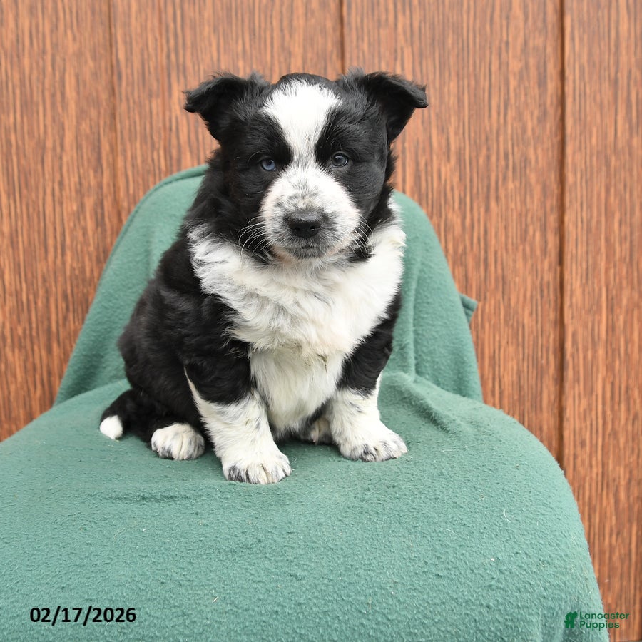 Mixed Breed dogs Alex - Ad 1